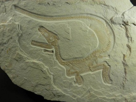 Skelett von „Sciurumimus albersdoerferi“ in Fundlage auf einer Kalksteinplatte. Foto: Bayerische Staatssammlung für Paläontologie und Geologie