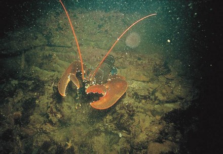 Ausgewachsener Hummer (Homarus gammarus) in Abwehrhaltung vor einer Sandsteinwand des Helgoländer Felssockels. Foto: Udo Schilling, Alfred-Wegener-Institut