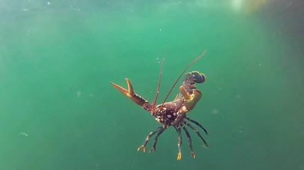 Ein Hummer auf dem Weg in die Freiheit. Foto: Uwe Nettelmann, Alfred-Wegener-Institut
