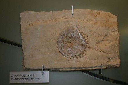 Fossilien, wie dieser Pfeilschwanzkrebs aus dem Solnhofener Kalkstein, sind Zeugnisse vergangener Epochen der Erdgeschichte. Manche Tierarten haben sich aber auch erfolgreich an den permanenten Wandel angepasst - wie eben die Pfeilschwanzkrebse, die es heute noch praktisch unverändert gibt. Ausstellungsstück im Naturkundemuseum in Berlin.