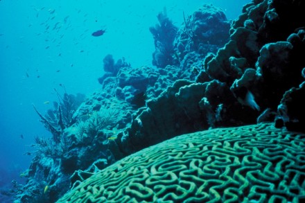 Korallenriffe sind Lebensräume im Meer, in denen über Jahrmillionen Kalkstein gebildet wird. Foto: Wikimedia Commons / Jerry Reid, U.S. Fish and Wildlife Service