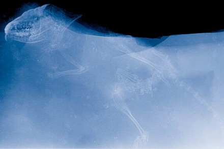 Das Röntgenbild der diesjährigen Grabung zeigt Überreste eines Insektenfressers der Art Macrocranion im Ölschiefer. Die Art fraß auch Fische und anderes. Röntgenbild: R.Rabenstein, J. Habersetzer und T. Lehmann / Senckenberg
