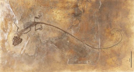 Die Großkopfechse Ornatocephalus metzleri, die 2012 in der Grube Messel gefunden wurde. Foto: Wolfgang Fuhrmannek, Hessisches Landesmuseum Darmstadt