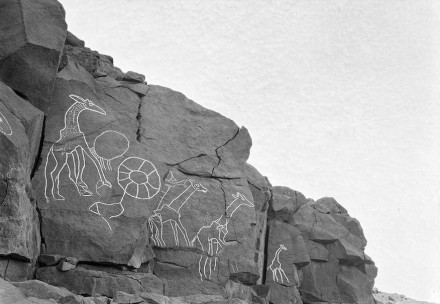 Giraffen (nachgezeichnet) aus dem Wadi in Habeter, Libyen.