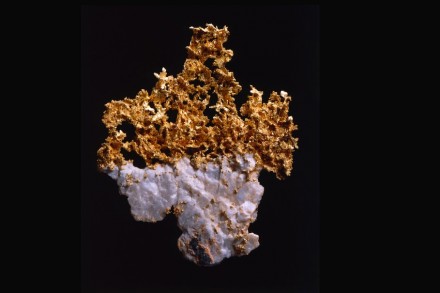 Shrubbery in gold.