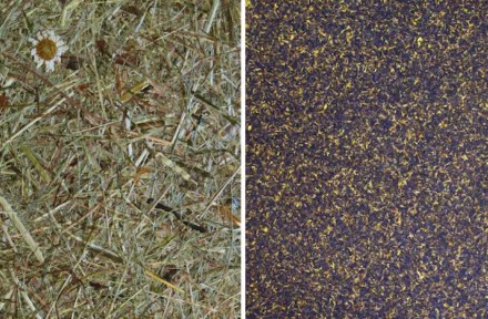 <a href="http://www.organoids.com/"target="_blank">Organoid Technologies</a>: Grasschnitt vom Berg Wildspitze (links), Blüten der Kornblume (rechts). Der typische Pflanzenduft soll mehrere Jahre halten, verspricht die Firma. Foto: Organoid Technologies