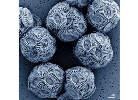 Sehr dekorativ und dabei nur ein paar Tausendstel Millimeter groß, ist die Meeresalge Emiliana huxleyi mit ihrem Panzer aus Kalkplättchen, Schalen oder Stäbchen. Bild: André Scheffel, MPI-MP