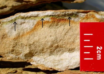 In den obersten Millimetern von Gesteinen lebt die Blaugrüne Felskugel (siehe Pfeile). Es handelt sich hier um einen Sandstein aus der Beacon-Felsformation in der Antarktis. Foto: Burkhard Büdel, TU Kaiserslautern