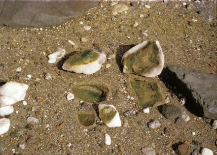 Im der Wüste Namib findet man Quarzsteine, unter denen Blaugrüne Felskugeln vorkommen. Sie profitieren von gemäßigten Temperaturen und Verdunstungswasser aus dem Boden, welches sich an der Unterseite der Quarzkiesel niederschlägt. Foto: Burkhard Büdel, TU Kaiserslautern