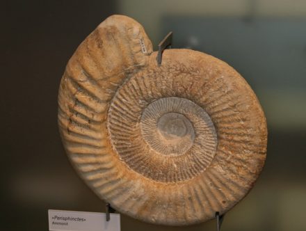 Ammonit, Perisphinctes, Museum für Naturkunde, Berlin. Foto: Peter Becker