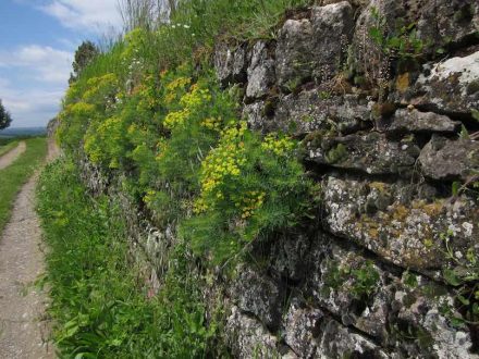 Weinbergsmauern blühen sogar, wenn sie verwildern. Foto: Bonnlander / Wikimedia Commons