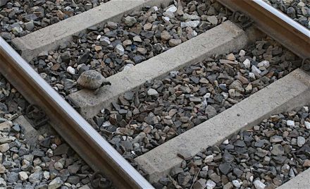 Ob diese Schildkröte sich das Gleisbett ausgesucht hat, um den Schotter gesteinskundlich zu bestimmen, ist nicht bekannt. Foto aus der U-Bahn in Izmir.