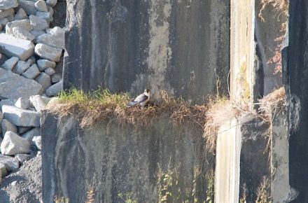 Ein Wanderfalke im Steinbruch von McKeon Stone.