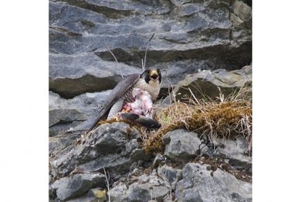 Ein Wanderfalke im Steinbruch von McKeon Stone.