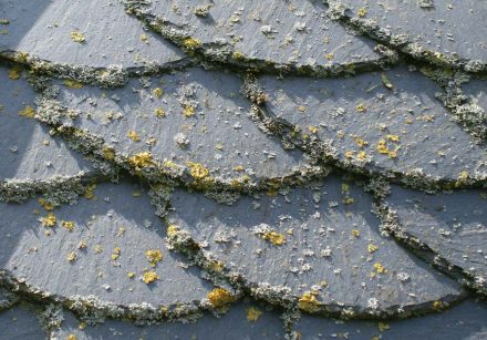 Flechten sind Spezialisten für die Besiedelung extremer Standorte, zum Beispiel von Schieferplatten.