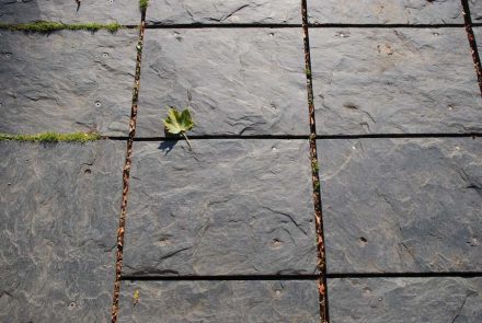 SLATE FROM HERBEUMONT (schiste d’Herbeumont).