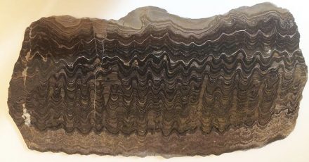 Der polierte Querschnitt eines Stromatolithen zeigt ein solches Sedimentgestein, an deren Bildung Mikroorganismen beteiligt sind. Von außen sind es unscheinbare Knollen, die man meist an Küsten findet. Foto: Erdwissenschaftliche Sammlungen ETH Zürich