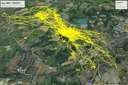 Im Rahmen des Monitoring werden die Vögel zeitweilig mit Minisendern ausgestattet So erfährt man, wo sie nachts fliegen.