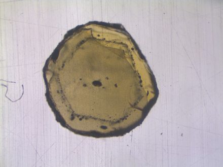 Das Mineral Olivin enthält nur wenige Mikrometer große Schmelzeinschlüsse (schwarze Punkte). Die Geochemiker isolierten diese und untersuchten die isotopische Zusammensetzung mithilfe der Massenspektrometrie. Foto: WWU - Felix Genske