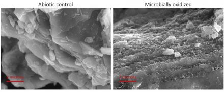 These microscope images compare sterile rock (left) with rock incubated in a fluid containing bacteria extracted from the Puerto Rico site. „In every nook and cranny, in every cracked rock, where there is ferrosilicate mineral, there is probably a microbe sitting on there, trying get energy,“ says senior author Eric Roden. The outcome seems to effect all who eat. Credit: Stephanie Napieralski