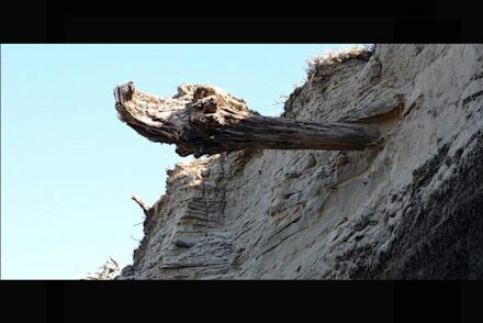 Driftwood in Siberia. Photo: University of Cambridge