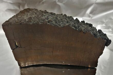 This manganese crust started to grow about 20 million years ago. In layers that are around 2.5 million years old, the researchers found iron-60 and elevated levels of manganese-53 giving evidence of a near-Earth supernova 2.5 million years ago. Photo: Dominik Koll / TUM