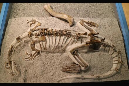 Mounted skeleton of Plateosaurus “Fabian” in the Sauriermuseum Frick, with the 20 inch (50 cm) long thigh bone (femur) of a larger Plateosaur as size comparison. Photo: Sauriermuseum Frick, Switzerland
