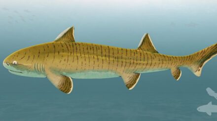 Illustration des Urzeithais namens Asteracanthus: Er gehörte vor 150 Millionen Jahren zu den grössten Vertretern seiner Art. Quelle: Sebastian Stumpf/Fabrizio De Rossi