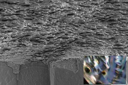 A cross-section through a shell showing the periodically layered nacre on top of a prismatic shell structure. Photo: Igor Zlotnikov