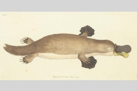 Platypus (Ornithorhynchus anatinus) in its first description 1799. Frederick Polydore Nodder / Wikimedia commons