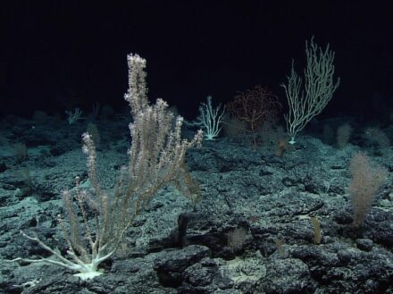 Foto: von einem der vielen Tiefseeberge. Quelle: NOAA Office of Ocean Exploration and Research / <a href="https://commons.wikimedia.org/"target="_blank">Wikimedia Commons</a>, <a href=" https://en.wikipedia.org/wiki/Creative_Commons_license"target="_blank">Creative Commons License</a> 