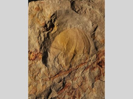 Der etwa 5cm große unscheinbare Abdruck eines Pfeilschwanzkrebses entpuppte sich als neue Art Franconiolimulus pochankei. Foto: Andreas Hecker / JME/SNSB
