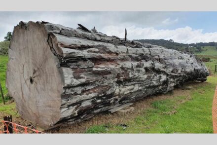 A kauri tree log from Ngāwhā, New Zealand. Photo: Nelson Parker