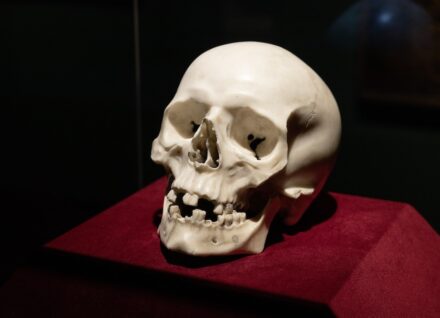 Gian Lorenzo Bernini, Totenkopf, 1655. Foto: SKD / Oliver Killig