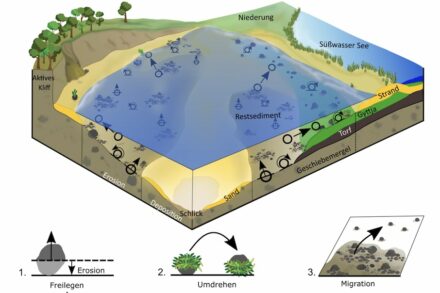 Dynamische Prozesse in küstennahen Steinfeldern: Die Freilegung von neuen Steinen und Blöcken aus dem Geschiebemergel durch Erosion (1.) und das Umdrehen von Steinen (2.) führt zu neuen freien Flächen, auf denen Organismen siedeln können. 3. Migration von Steinen aus dem schon bestehenden Habitat (Restsediment), wodurch neue Lebensräume entstehen.