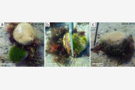 Wellen drehen Steine im Flachwasser um. Der alte Bewuchs (a, c) stirbt ab, neuer, frischer Bewuchs ist deutlich zu sehen (b).