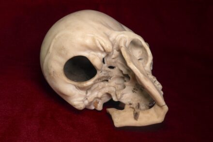 Selbst die Unterseite des Totenkopfes, der übrigens hohl ist, wurde von Bernini minutiös ausgearbeitet. Foto: SKD / Jürgen Lange