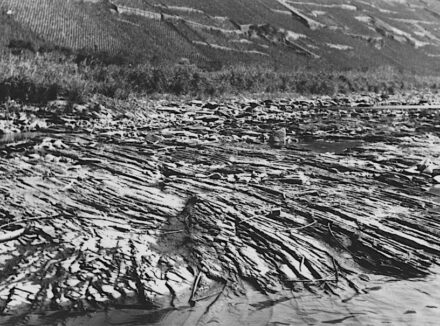 Die Schiefer-Flusssohle der Mosel bei der Ortschaft Ernst vor dem Ausbau mit Staustufen.
