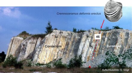 GSSP in Salzgitter-Salder: Die Schicht 46 markiert den Übergang der Kreidezeitalter Turon und Coniac. Foto/Grafik: Silke Voigt, Goethe University Frankfurt. Fossil: Walaszczyk et al. (2010).