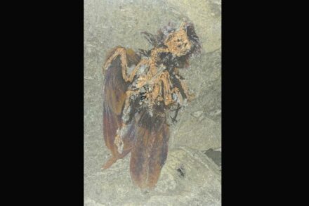 Neuer Fund im Unesco-Weltnaturerbe Grube Messel: ein Fossil einer bislang unbekannten Vogelart. Foto: Kuhlmann