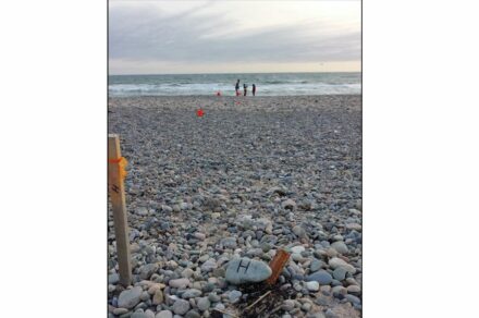 Scientists making a transect of a rocky New England Beach. Image courtesy Jon Woodruff