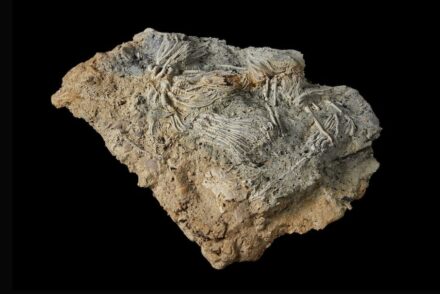 Some of the Jurassic fossils.