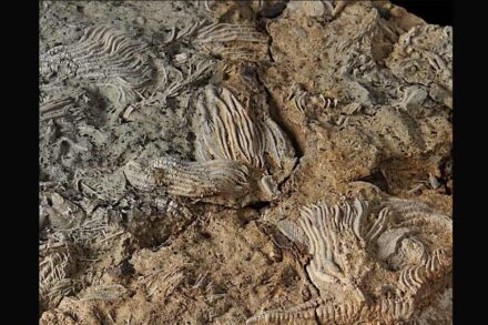 Some of the Jurassic fossils.