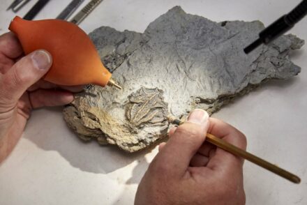 Fossil preparation at the NHM.