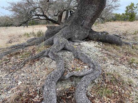 Oak tree rooting into bedrock at the Jackson School’s White Family Outdoor Learning Center. Source: Erica McCormick