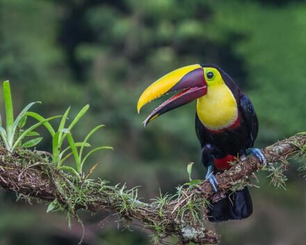 In the tropics of South America, biodiversity is much higher than in Africa - in the picture: a chestnut-mandibled Toucan. Photo: Andy Morffew / <a href="https://commons.wikimedia.org/"target="_blank">Wikimedia Commons</a>, <a href=" https://en.wikipedia.org/wiki/Creative_Commons_license"target="_blank">Creative Commons License</a>