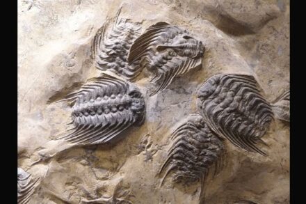 Abrupt climate change about 450 million years ago caused the second worst mass extinction in Earth's history. Among the victims was the trilobite genus Selenopeltis (fossil: Oxford University Museum of Natural History).