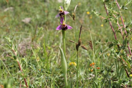 Der Bienen-Ragwurz (Ophrys apifera), in der Bildmitte, ist eine Pflanze, die nur auf Magerrasen wächst. Foto: Bernd Haynold / <a href="https://commons.wikimedia.org/"target="_blank">Wikimedia Commons</a>, <a href=" https://en.wikipedia.org/wiki/Creative_Commons_license"target="_blank">Creative Commons License</a>