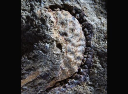 Fossil of a liana. Photo: Universität of Kansas