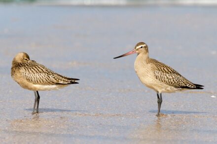 Ein Paar der Pfuhlschnepfe (Limosa lapponica). Foto: Onioram / <a href="https://commons.wikimedia.org/"target="_blank">Wikimedia Commons</a>, <a href=" https://en.wikipedia.org/wiki/Creative_Commons_license"target="_blank">Creative Commons License</a>